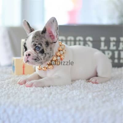 French Bulldog White and Merle Puppies/ dog كلاب