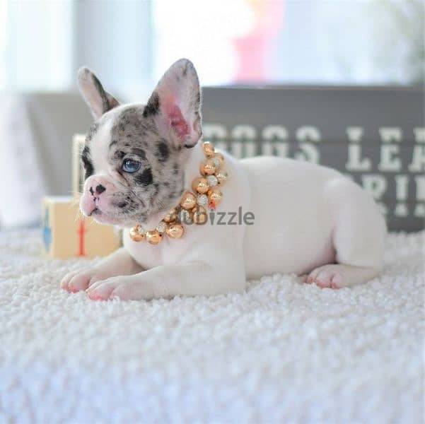 French Bulldog White and Merle Puppies/ dog كلاب 0