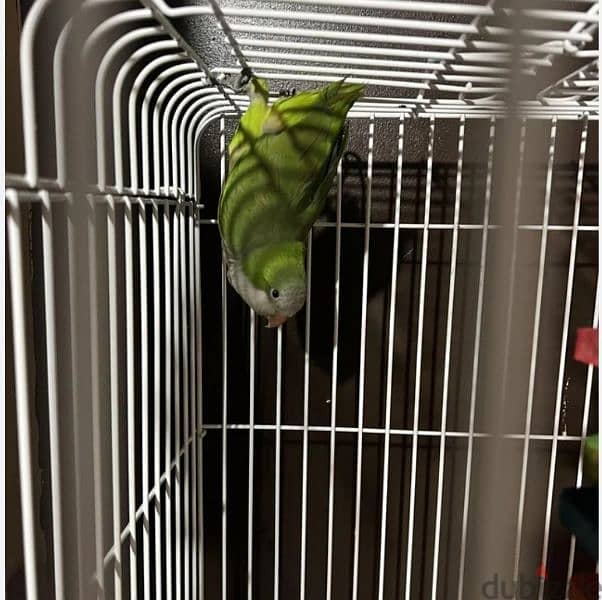 cocktails, quakers, lovebirds, budgies, and more for sale 1