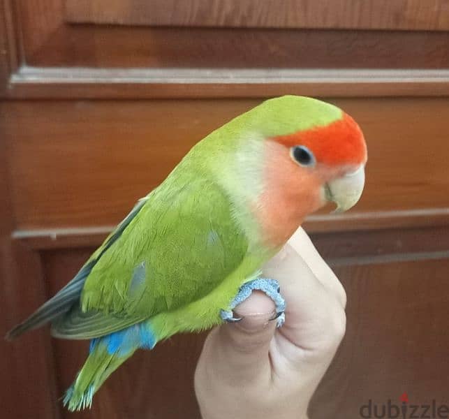 cocktails, quakers, lovebirds, budgies, and more for sale 2