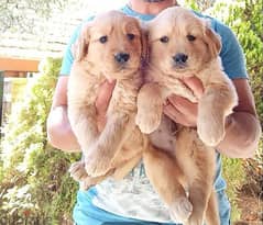 Golden Retrievers