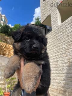 German Shepherd Gsd Male and Female