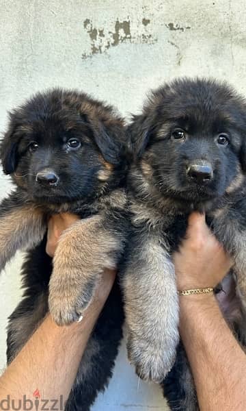 German Shepherd Gsd Male and Female 1