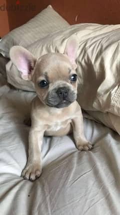 French Bulldog Fawn Puppies/ dog كلاب 0