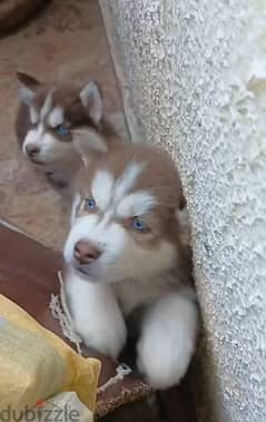 husky