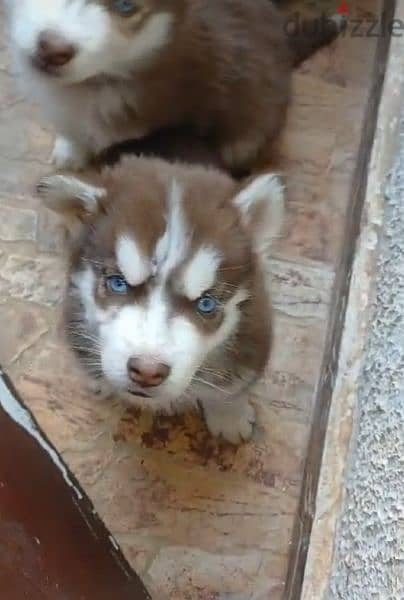 husky puppies 2