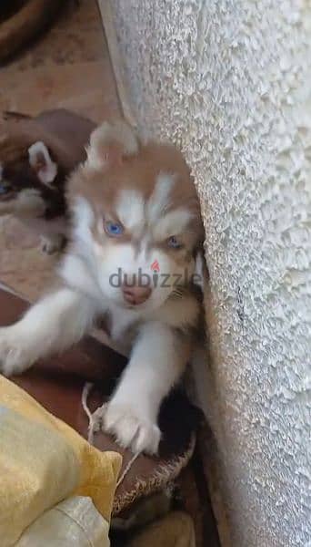 husky puppies 5