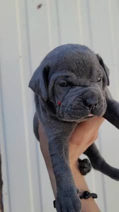 canecorso blue