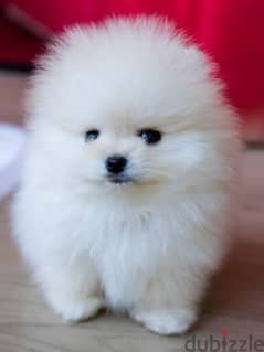 Pomeranian teacup 0