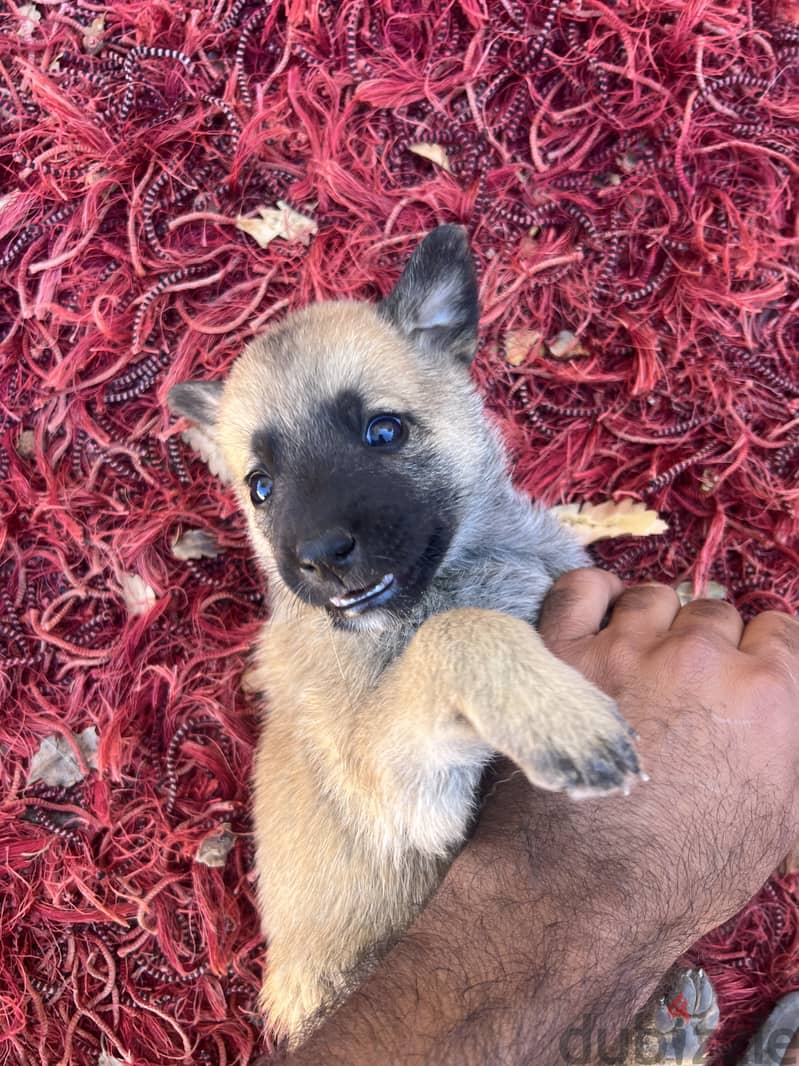 Pure malinois males and females for sale 10