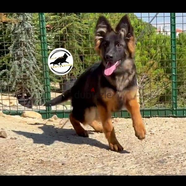 German shepherd female 0