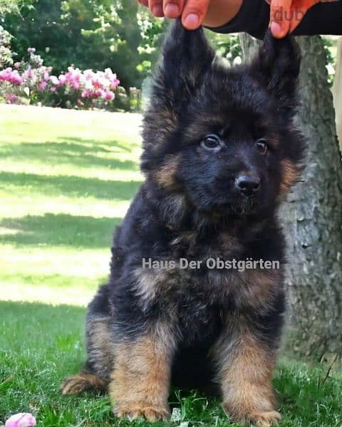 German shepherd female 1