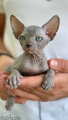 Fascinating Sphynx kitten pure breed available/ Delivery/ Cat/ قطط 0