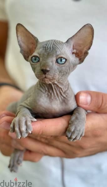 Fascinating Sphinx kitten pure breed available/ Delivery/ Cat/ قطط 0