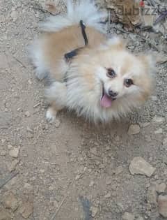 pomeranian dog