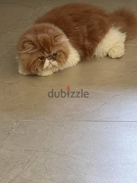 Imported Pure Picky Face Persian Male from CFA registered parents 1