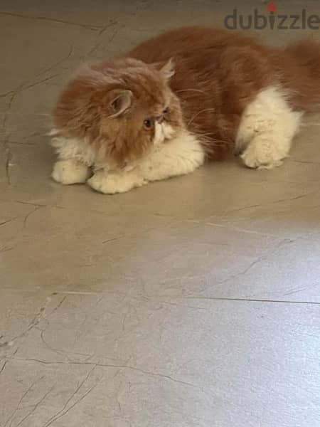 Imported Pure Picky Face Persian Male from CFA registered parents 3