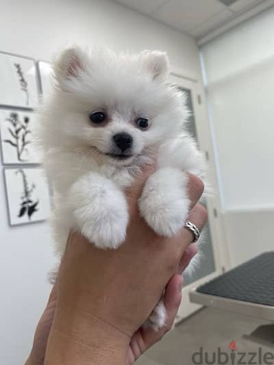 imported Pomeranian white CUTENESSS