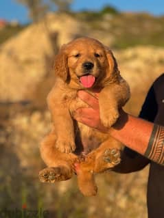 top golden retriever puppies