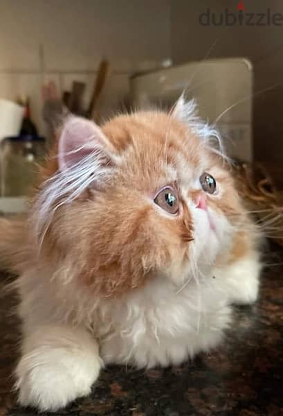 Imported Pure Picky Face Persian Male from CFA registered parents 2