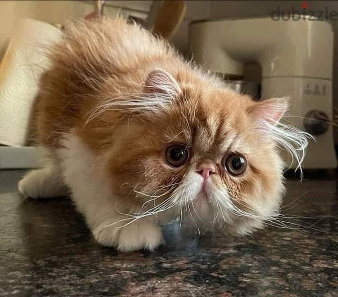 Imported Pure Picky Face Persian Male from CFA registered parents 0