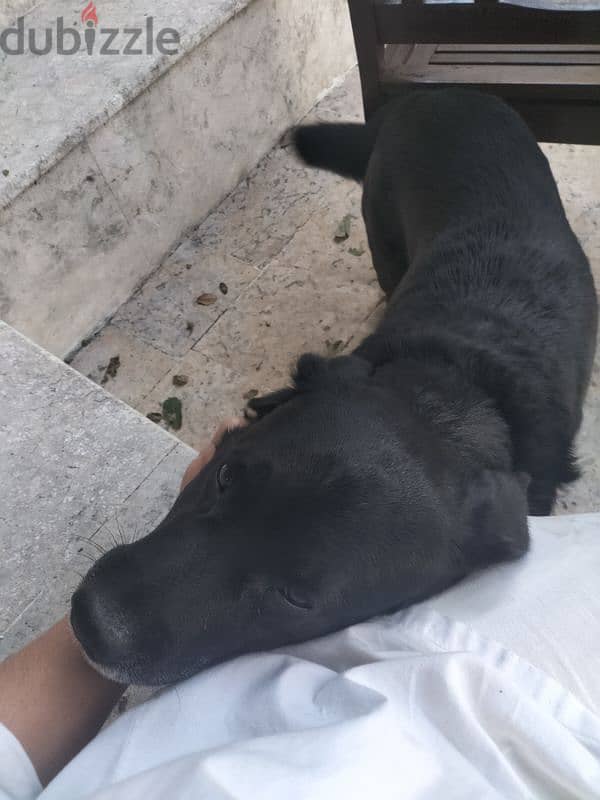 Labrador for adoption 0