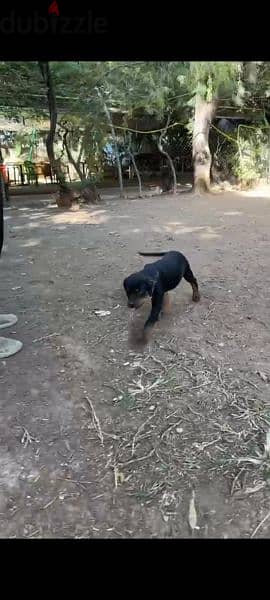 2.5 months Rottweiler puppy 1