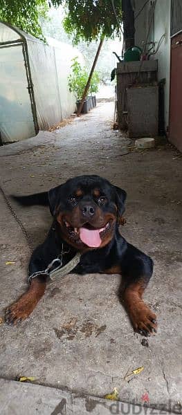 2.5 months Rottweiler puppy 2