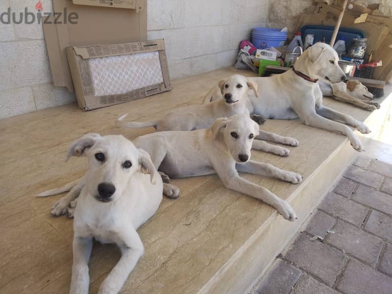 Mixed puppies for adoption. Male or Female. 1