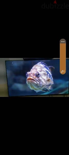 tv Q general 55inch مستعمل 15 يوم 1