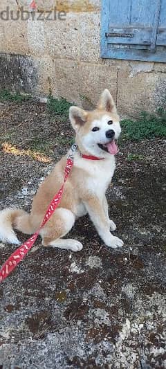 Japanese Akita Puppy (Obedience Trained)