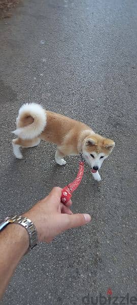 Japanese Akita Puppy (Obedience Trained) 1