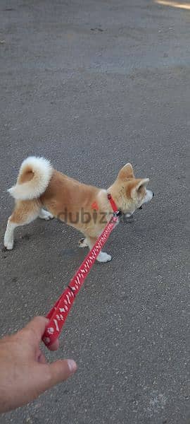 Japanese Akita Puppy (Obedience Trained) 2