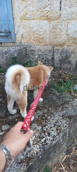 Japanese Akita Puppy (Obedience Trained) 8