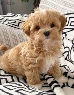 Maltipoo