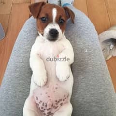 Jack Russell Puppies/Available/dog/ Delivery 0