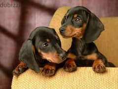 Duchshunds puppies/Imported/High quality/dog/كلاب 0