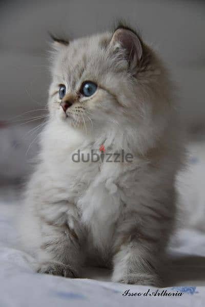 Siberian Kitten /Available/pure breed/ cat/قطط