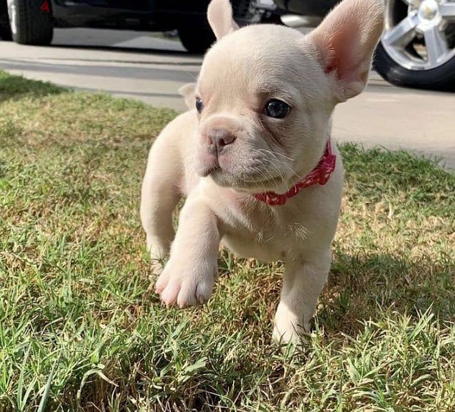 French Bulldog Light Cream Puppy Available/ كلاب dog 0