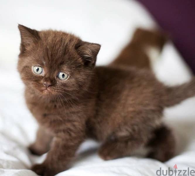 Cutest Chocolate British Short Hair kitten / Cat/ Delivery/ قطط 0