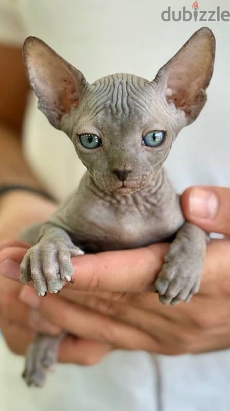 Rare Sphynx kitten pure breed / Cat / Delivery / قطط 0