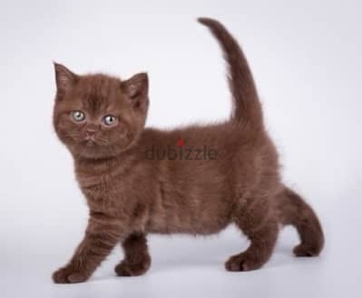 Fluffiest Chocolate British Short Hair kitten/Cat/DelIvery/قطط