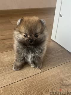 Pomeranian puppies 0