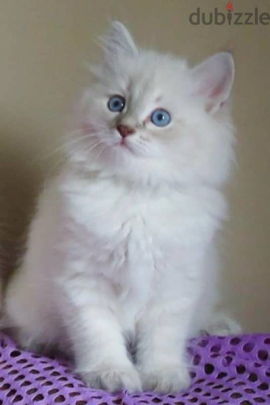 Rare Siberian pure breed hypoallergenic kitten/ Cat / Delivery / قطط 0