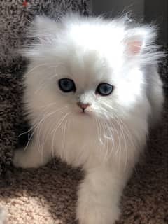 Fluffiest Persian pure breed kitten white / Cat / Delivery / قطط 0