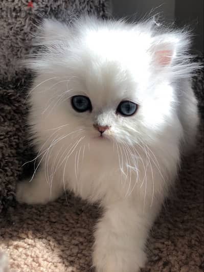 Fluffiest Persian pure breed kitten white / Cat / Delivery / قطط