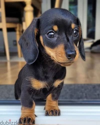 Dachshund