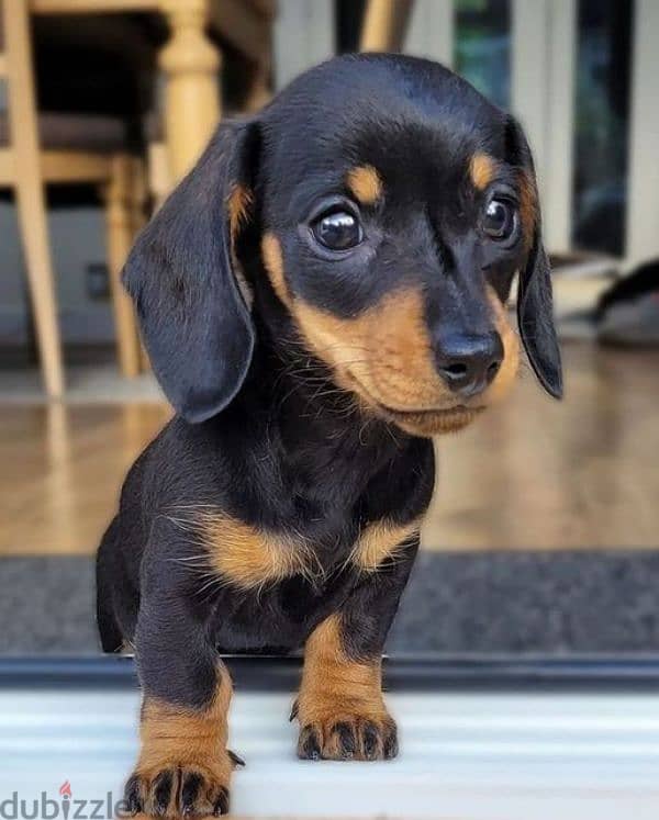 Dachshund Imported Puppies/ dog كلاب 0