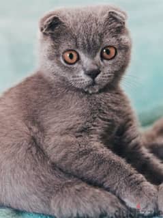 scottish fold and Scottish straight 0