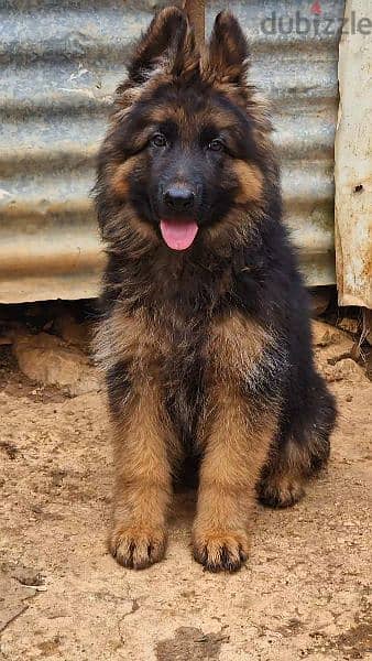 Best german puppy in lebanon - Dogs - 116106828